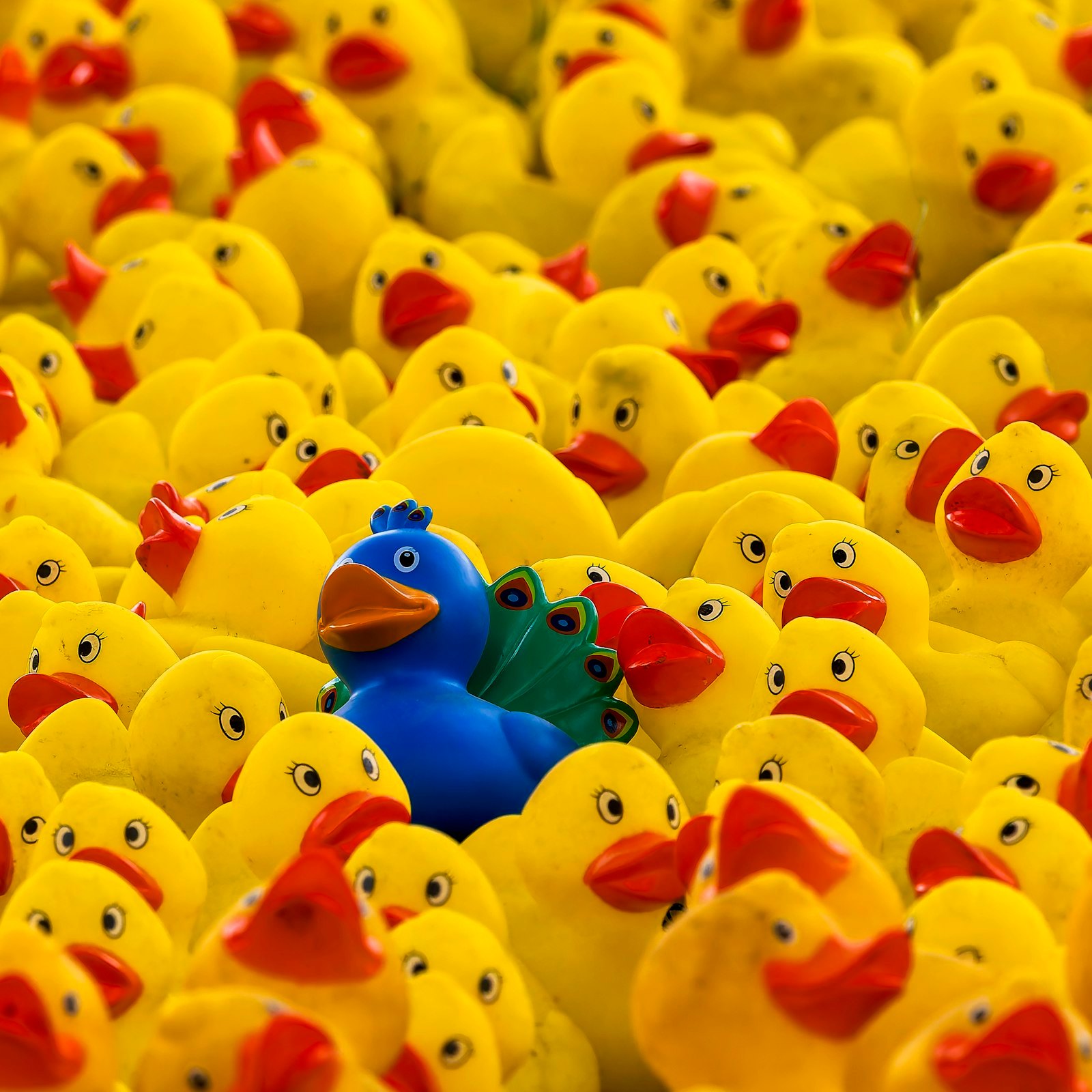 One blue rubber duck standing out in a crowd of yellow ducks
