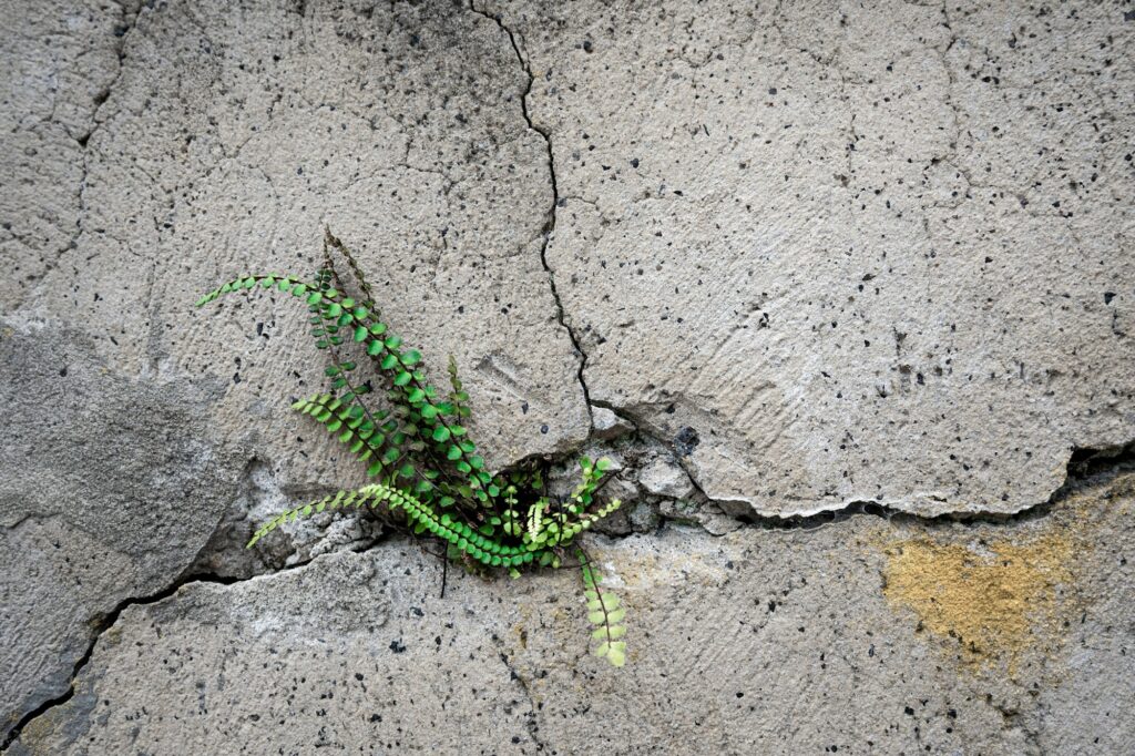 A green fern growing through a crack in stone