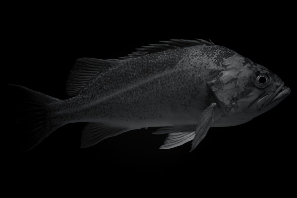 A black and white profile of a fish with mottled scales against a dark background