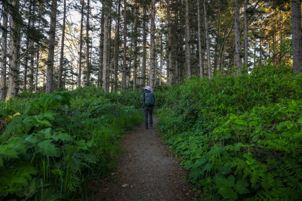 A person hiking along a lush green forest trail